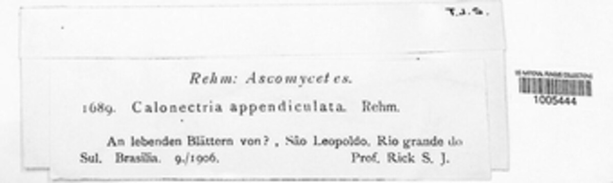 Melioliphila appendiculata image